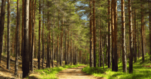 Forêt_reglement_RDUE